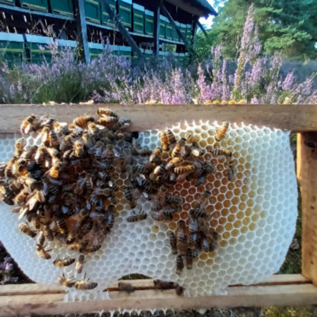 Echter Scheibenhonig 200g von Imkerei Panning - unbehandelt und regional